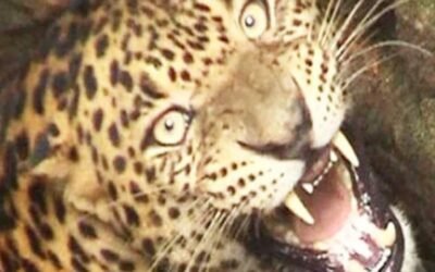 बिग ब्रेकिंग –: पोखरी ब्लॉक में गुलदार का आतंक। इस गांव में बरपा कहर।